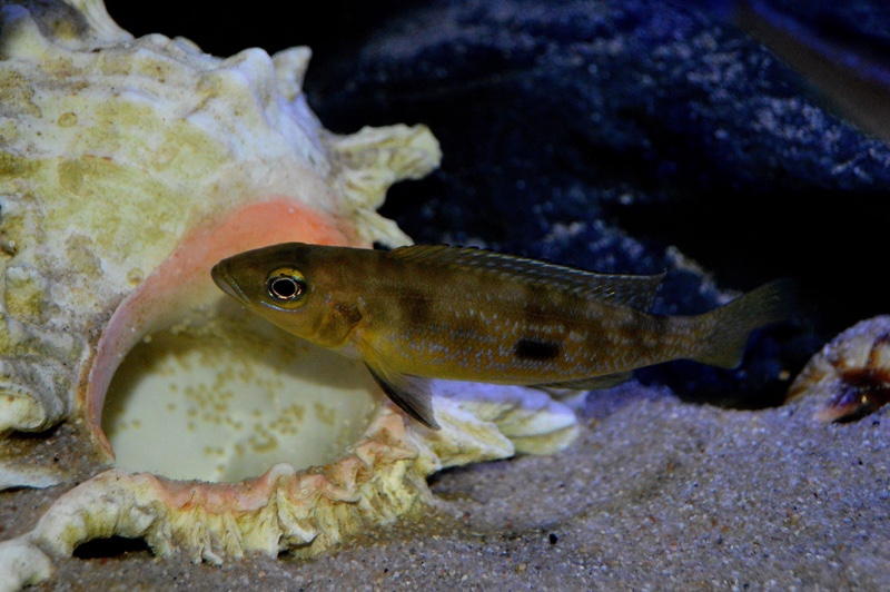 Lepidiolamprologus attenuatus